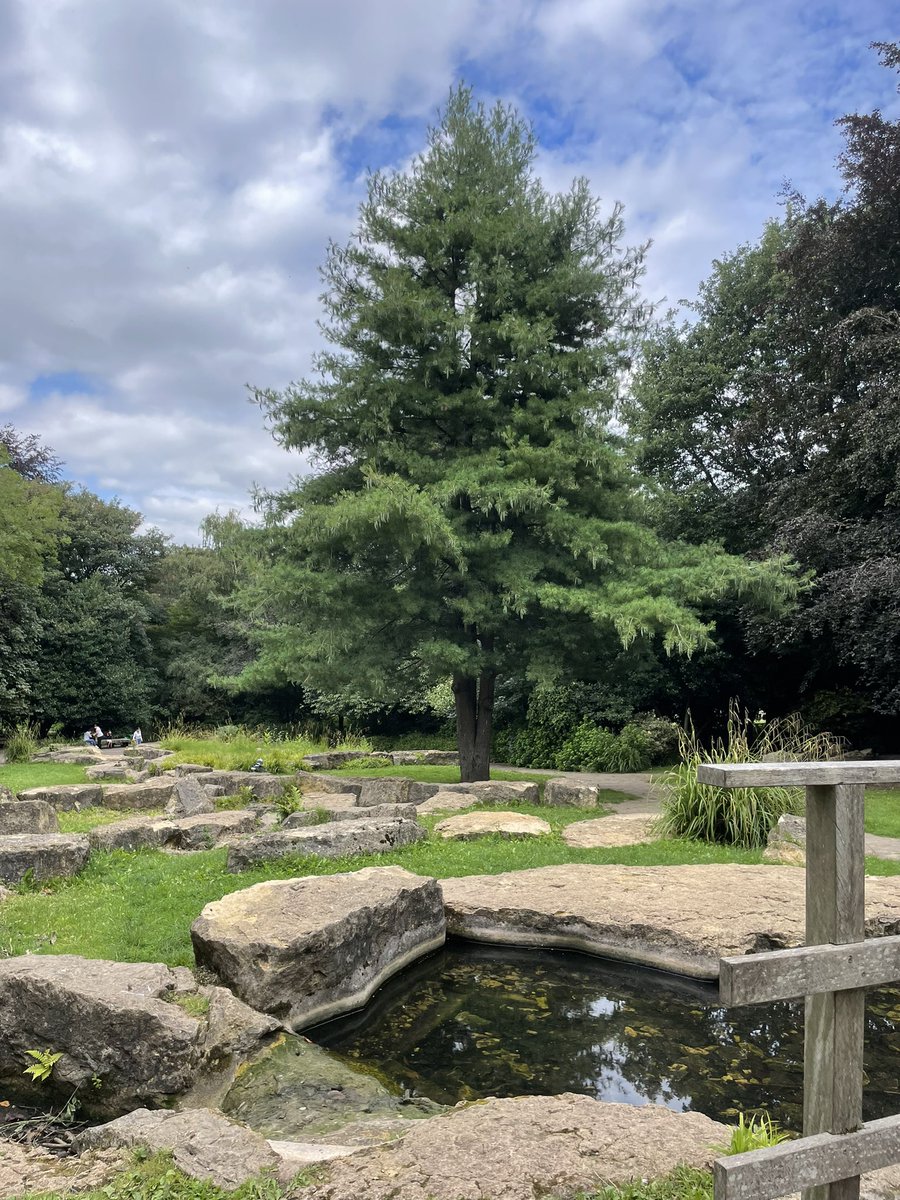 Todays tree for today was in a memorial garden , so many great trees here but this one was my favourite 🌳 #TreeClub