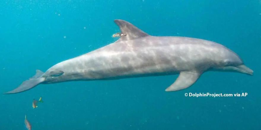 Three bottlenose dolphins have been freed off the shores of Bali after years of captivity. The dolphins, hesitant at first, embraced their newfound freedom. They will be tracked with @Tags4Wildlife SPOT-399 tags as they navigate the open ocean. bit.ly/45zWK4v