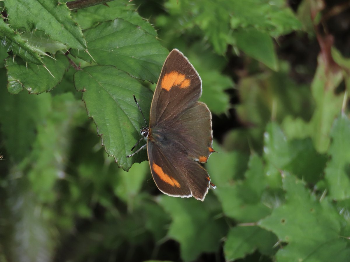 RHbury's tweet photo. Pristine male &amp; female Brown Hairstreaks interrupting the first work party of 23/24 season at Grafton Wood today @BC_WestMids @WorcsWT https://t.co/crERu9XCHB