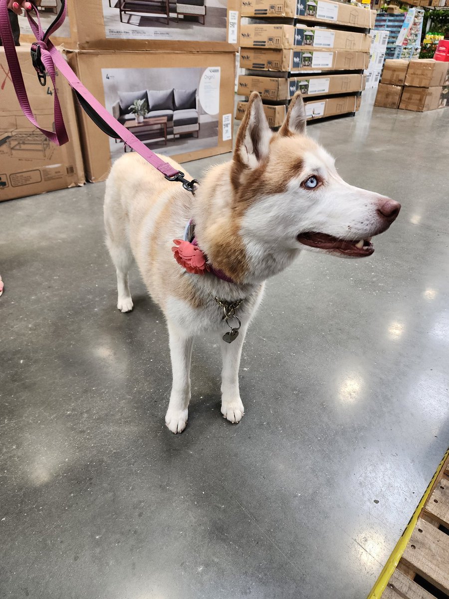 Lowes2268's tweet photo. Our newest member of the family. Sasha memorized by the Halloween display. https://t.co/uNKw0oGFRk
