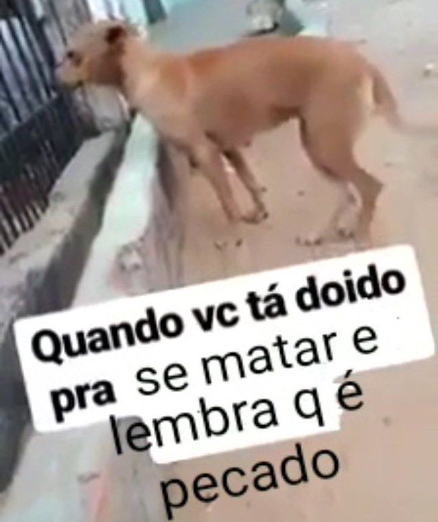 neto (@caralitico) on Twitter photo 