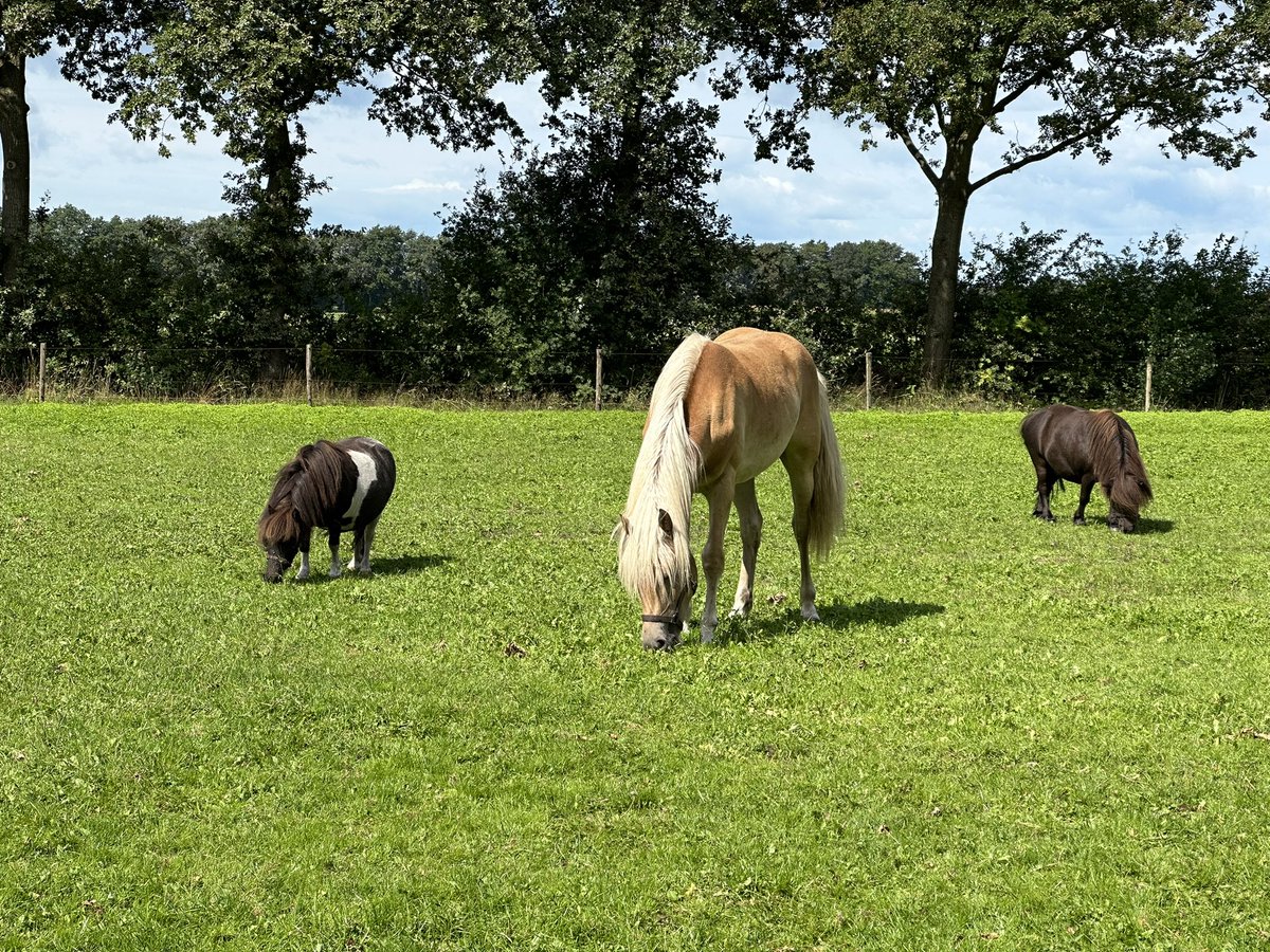 Klokkebakker's tweet photo. #Tijd om lekker te snoepen in de wei #haflinger #shetlander https://t.co/nH59w5tIcd