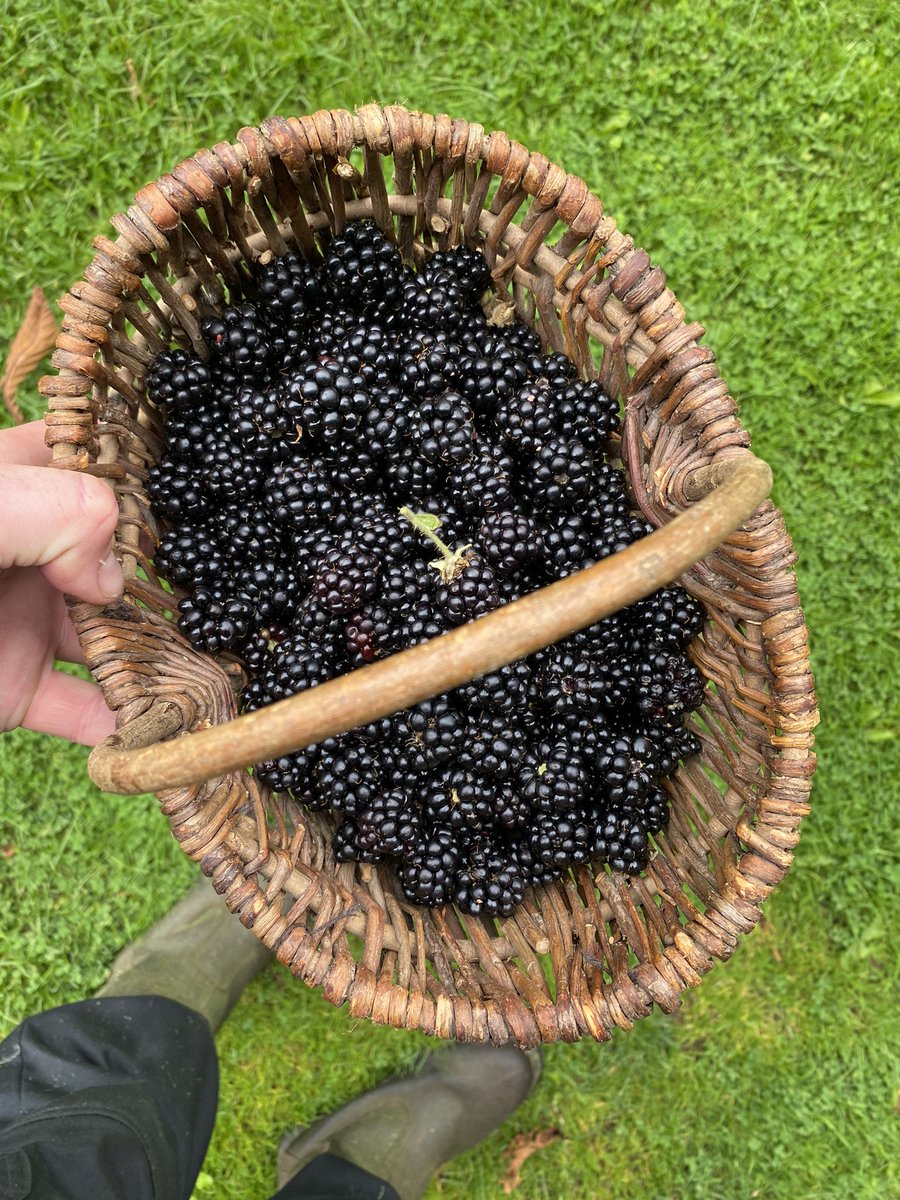 markjamesmunro's tweet photo. Wild blackberry pie #banginseaon #kitchen29veggarden #thekitchen29woodfiredpizzzagarden #kitchen29 https://t.co/i1Q4dkE5cS