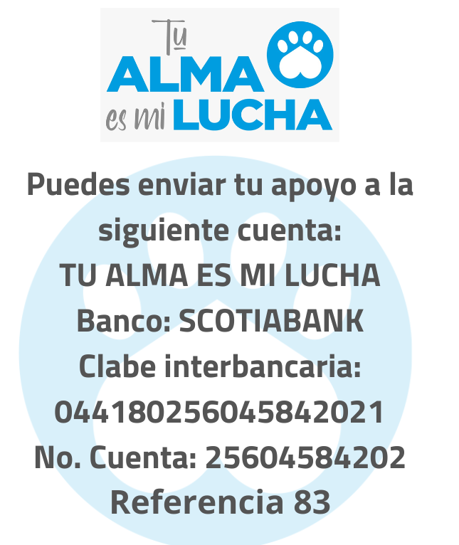tualmaesmilucha's tweet photo. Amigos, SABÚ nos necesita, lo rescatamos en Chimalhuacán, en un estado severo de desnutrición, abscesos y deshidratación, perdió una patita (no sabemos cómo). Actualmente está internado y el diagnóstico es reservado. ¡Por favor, apoyemos a Sabú!
#Apoyo #AdoptaNoCompres https://t.co/35wwqz5fvH