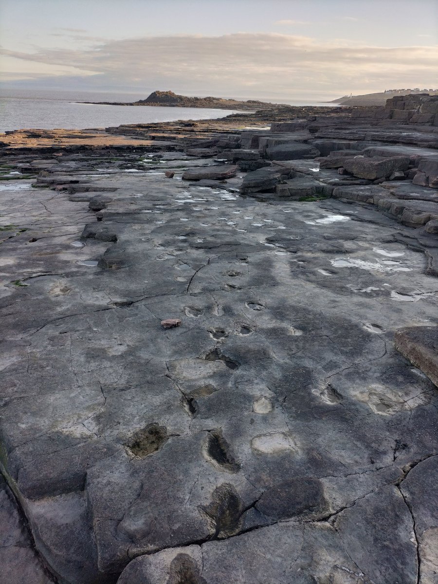 rhiancefn's tweet image. Lovely evening for a hunt #Dinosaur #JurassicCoast #Wales