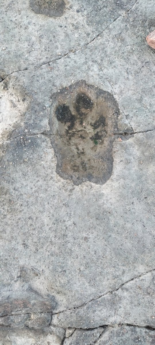 rhiancefn's tweet image. Lovely evening for a hunt #Dinosaur #JurassicCoast #Wales