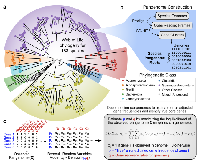 Analysis of 54,000+ genomes suggests that the ancestral species of all bacteria carefully maintained most of the essential biological functions observed across its modern descendants. bit.ly/3KAufuJ <a href="/UCSDJacobs/">UCSD Engineering</a> @NIAIDFunding