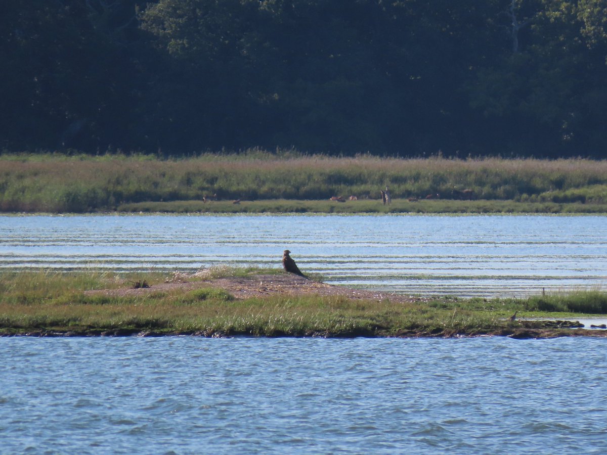 HeatherGreen15's tweet photo. Great sunset safari cruise this evening with @harbourbirds Highlights: White-tailed Eagle … then three Osprey flew over the boat … and later saw one dive and catch a fish! @harbourospreys https://t.co/PacOMwSUy8