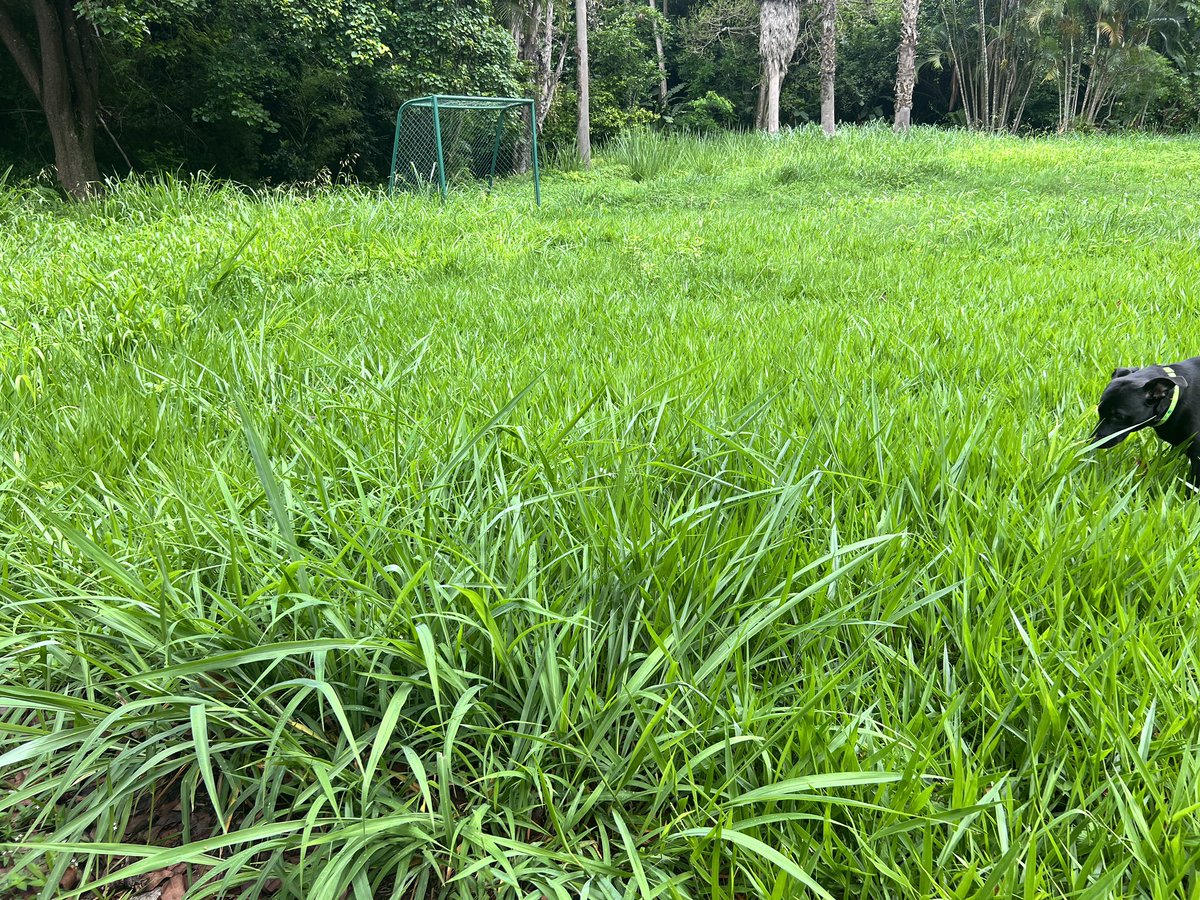 rosaftenis's tweet image. @DavidUzcategui @darwingonzalezp @fospuca @LaAlamedaCalleB Por favor señores SOLICITAMOS EL DESMALEZAMIENTO  del Parque de la Calle B de la urbanización La Alameda, Baruta . Niños en peligro .