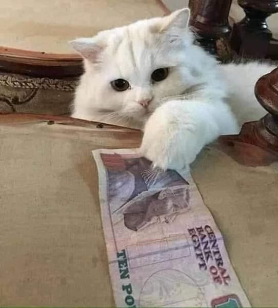 اديني مسألة