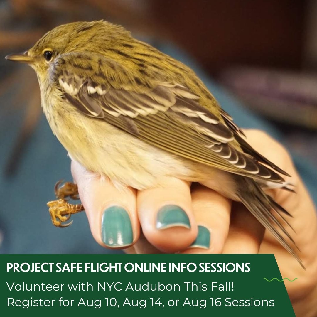 Help us protect birds like this Blackpoll Warbler from building collisions! Volunteer for our collision monitoring program this fall. No scientific background needed. New volunteers need to attend info session online on 8/10, 8/14, or 8/16. Learn more: nycaudubon.app.neoncrm.com/np/clients/nyc…