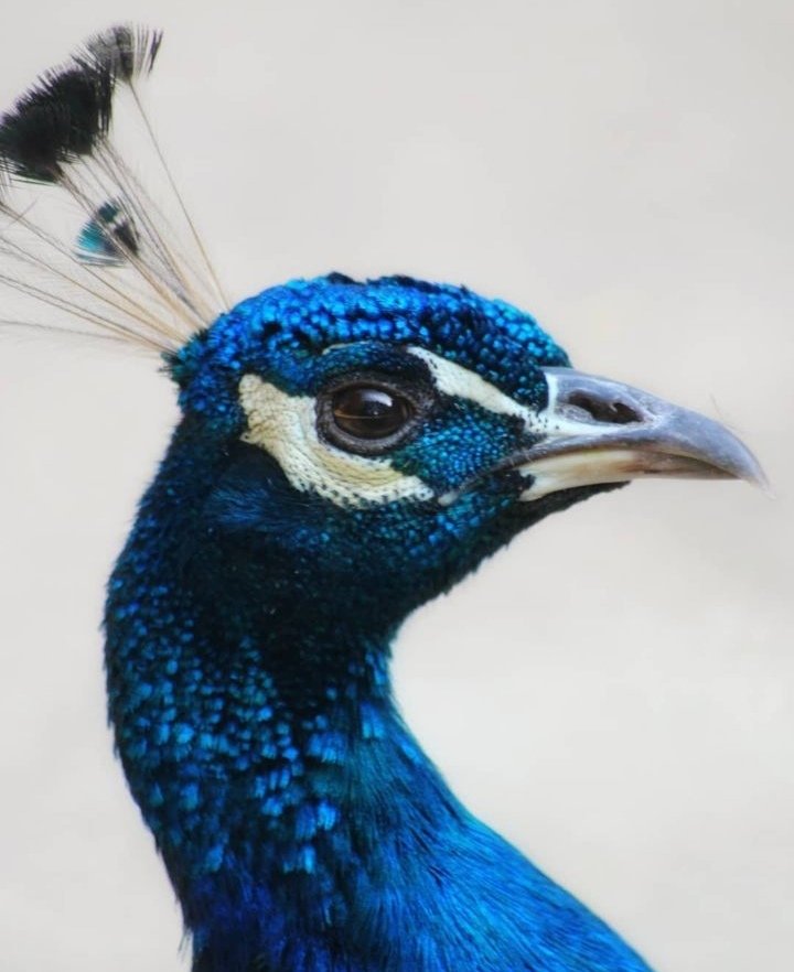 _clareellen's tweet photo. @MrWhoCapture @earthcurated @iTheFelizer @viewbug @NatGeoPhotos @Discovery @NatGeo @Lightroom Peacocks of Filerimos! https://t.co/TI0y26Zfy9