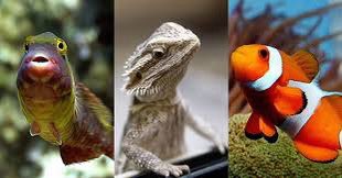 قال الله: ( وَمِنْ كُلِّ شَيْءٍ خَلَقْنَا زَوْجَيْنِ لَعَلَّكُمْ تَذَكَّرُونَ )
كذب الله حينما قال هذا !
1-فهناك كائنات كثيرة لا نكاد نحصيها لا وجود لذكر وانثى فيها وتتكاثر لاجنسيا ً Asexual reproduction 
2- وهناك ايضا كائنات جمةٌ مخنثة hermaphrodite اي تحمل الاعضاء الذكرية