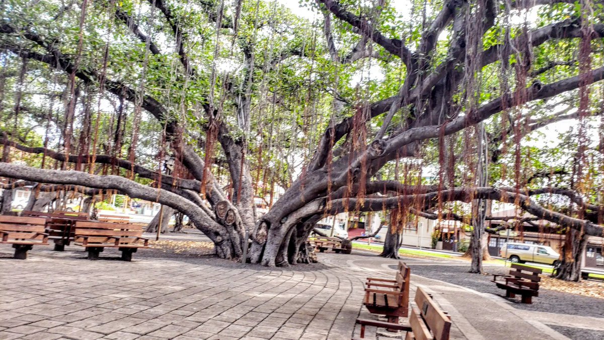 ScottR4H's tweet photo. Please be praying for the people of Maui today. My wife Pam lived there before we got married. The news that Front Street and the iconic banyan tree in Lahaina have burned down is heartbreaking! https://t.co/Snedd0bmLg