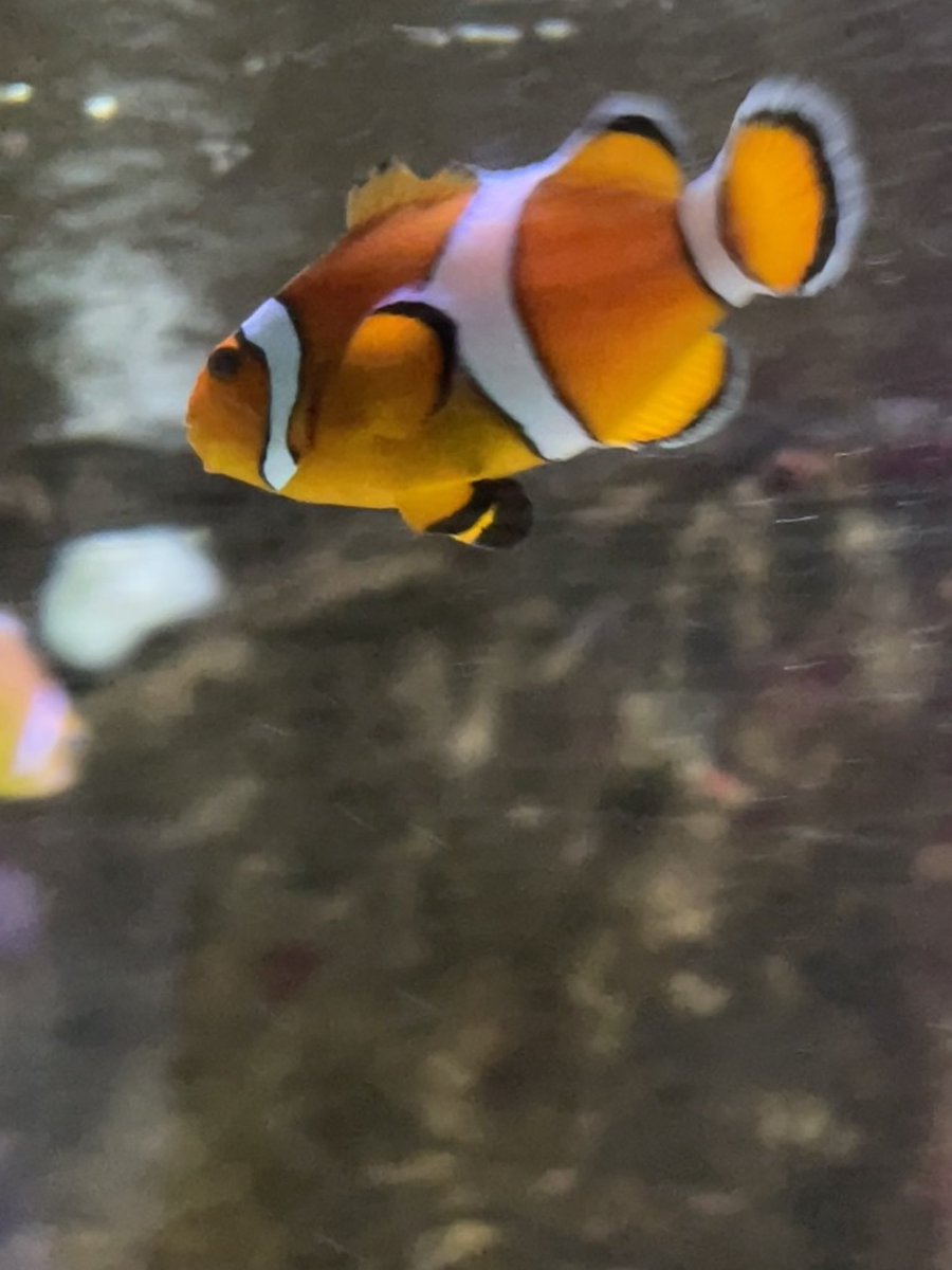 The Process of Screenwriting by Clive Frayne tweet media