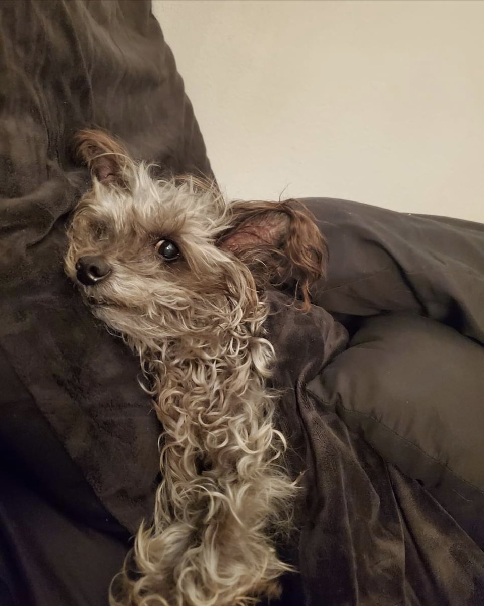 EliteElectricE's tweet photo. Hi, I’m Spike, I’m waiting for my surgery on August 16th. Please help me🐾 #dog #InternationalCatDay #LALISA  #FaithJourney #love #life 
https://t.co/sqqlCap3gM https://t.co/uDpzeBl9MU