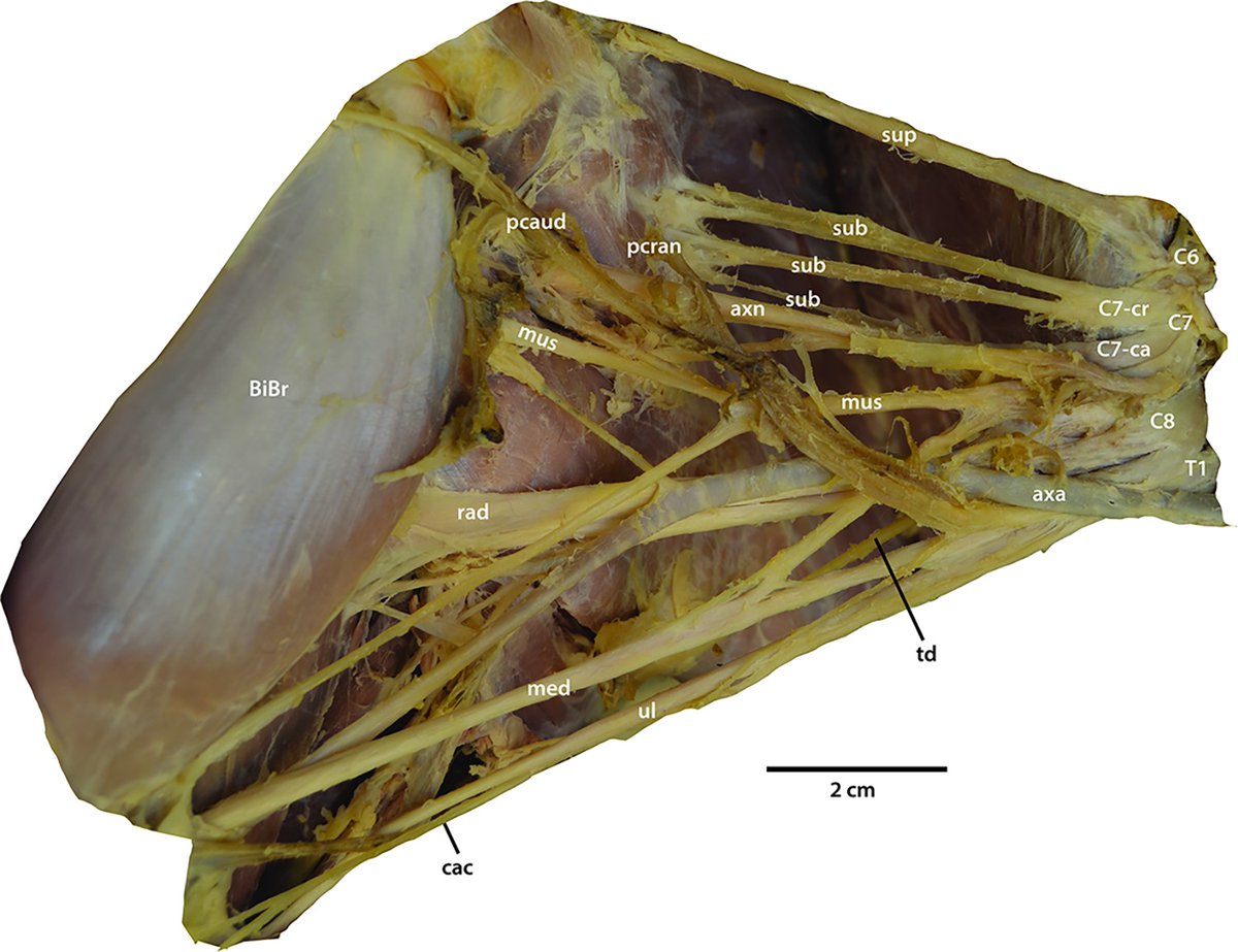 Pleased to share my team's new paper on the brachial plexus of snow leopard vs. domestic cat. Morphology of the plexus reflects differences in hunting style w/increased nerve supply to scapular musculature in pantherines and digital flexors in felines 
journals.plos.org/plosone/articl…
