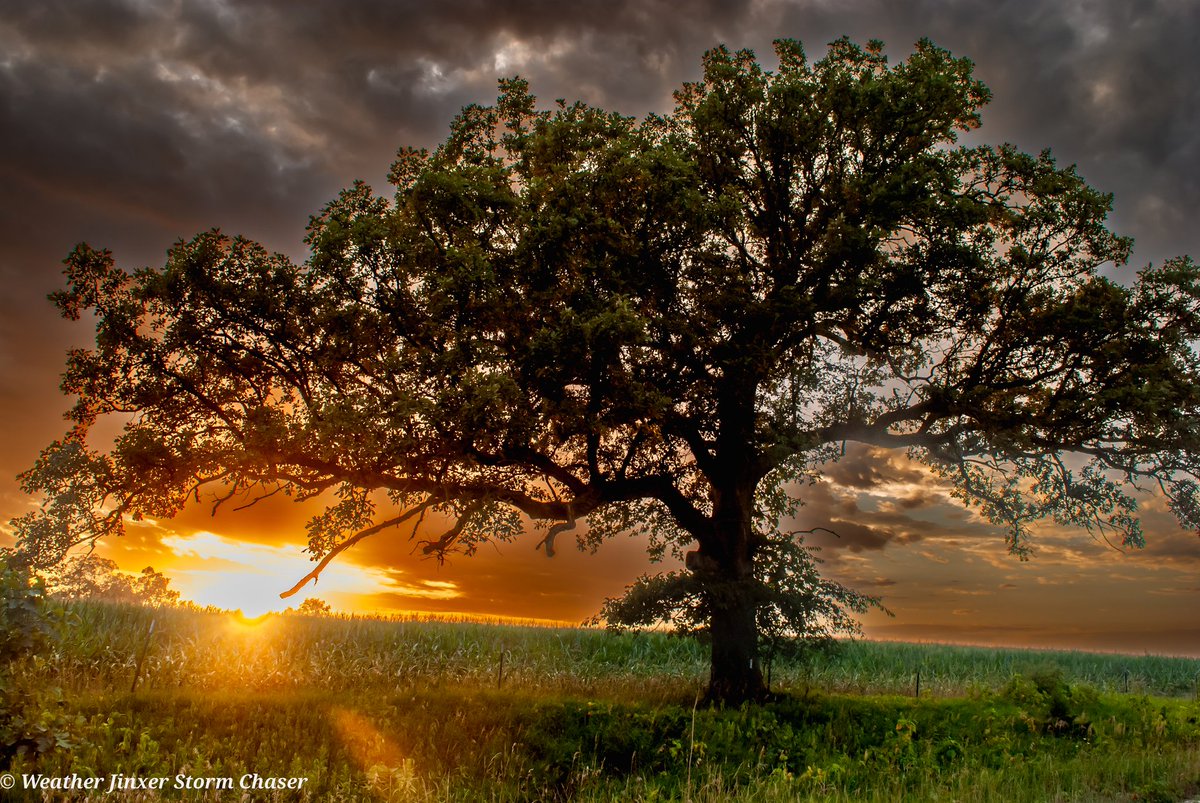 WeatherJinxer's tweet photo. I have to admit my favorite nonsevere weather capture so far. 😊
#sky #cloud #clouds #greycloud #greyclouds #greysky #greyskies #sun #sunlight #sunset #orangesky #yellowsky #sunsetphotography #sunsetlovers #tree #trees #Missouri #Weather #MO #Nikon #Nikonphotography https://t.co/DrECcz22rN