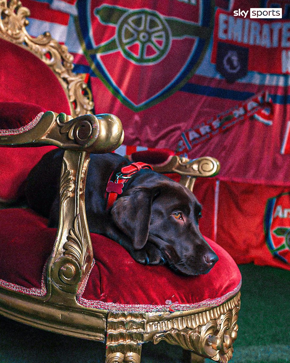 SkySportsPL's tweet photo. Arsenal's chocolate Labrador, Win, was the star at the Gunners' media day 📸🐶 https://t.co/V19EjsLack