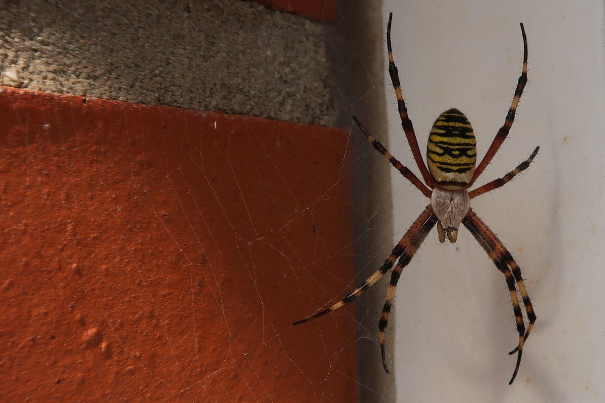 BuchTill's tweet photo. Eindrucksvolles Weibchen der Wespenspinne (Argiope bruennichi) heute hier am Hauseingang in #Geitelde. Die Art war wohl "Spinne des Jahres" 2001. https://t.co/89r3kzZOjU