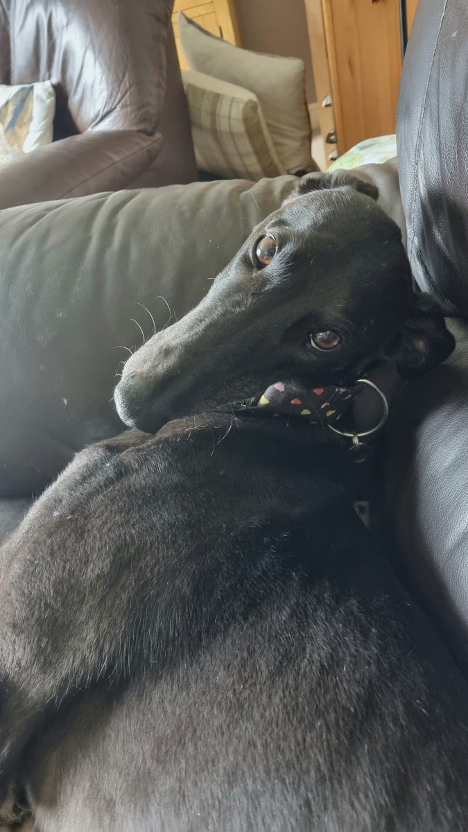 The face I get when I stop stroking her for 5 seconds😁
#greyhoundlove 
#petsnotbets 
#blackgreyhounds 
#youbettheydie 
#rescuednotretired