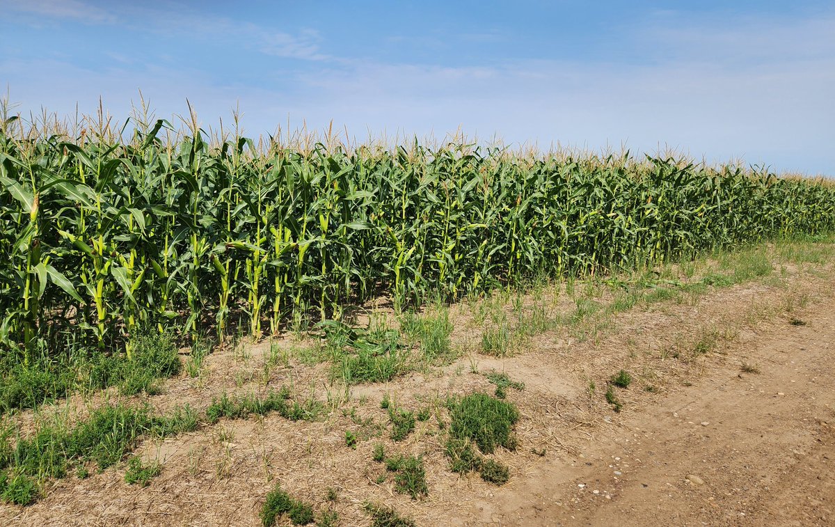 NDCommodities's tweet image. I'm just going to forewarn everyone... at some point this winter, NDs yield might annoy people on a USDA report. 

&amp;amp; Western ND is going to be the culprit.