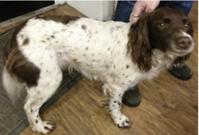 spaniel alert tweet media