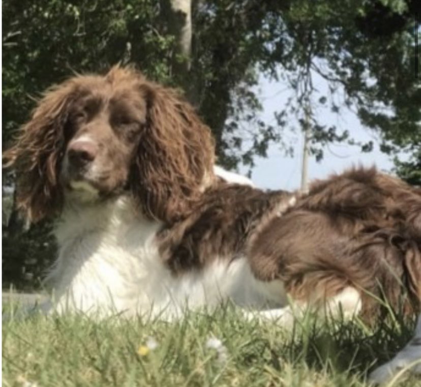 rosieDoc2's tweet photo. #SpanielHour 
FLOBSY still missing #Horseleap #CoWestmeath SOUTHERN IRELAND 
Since 3/1/23 
Female/adult #SpanielCross 
Looks like #Springer to me🤔
🆘HAVE YOU SEEN ME PLS🆘

https://t.co/d17CAZqrlu

@westmeathindo @MissingStolen @MissingDogsIrl @Michellecstitch @KarenFi51820768 https://t.co/Oc7hrZr7Xw