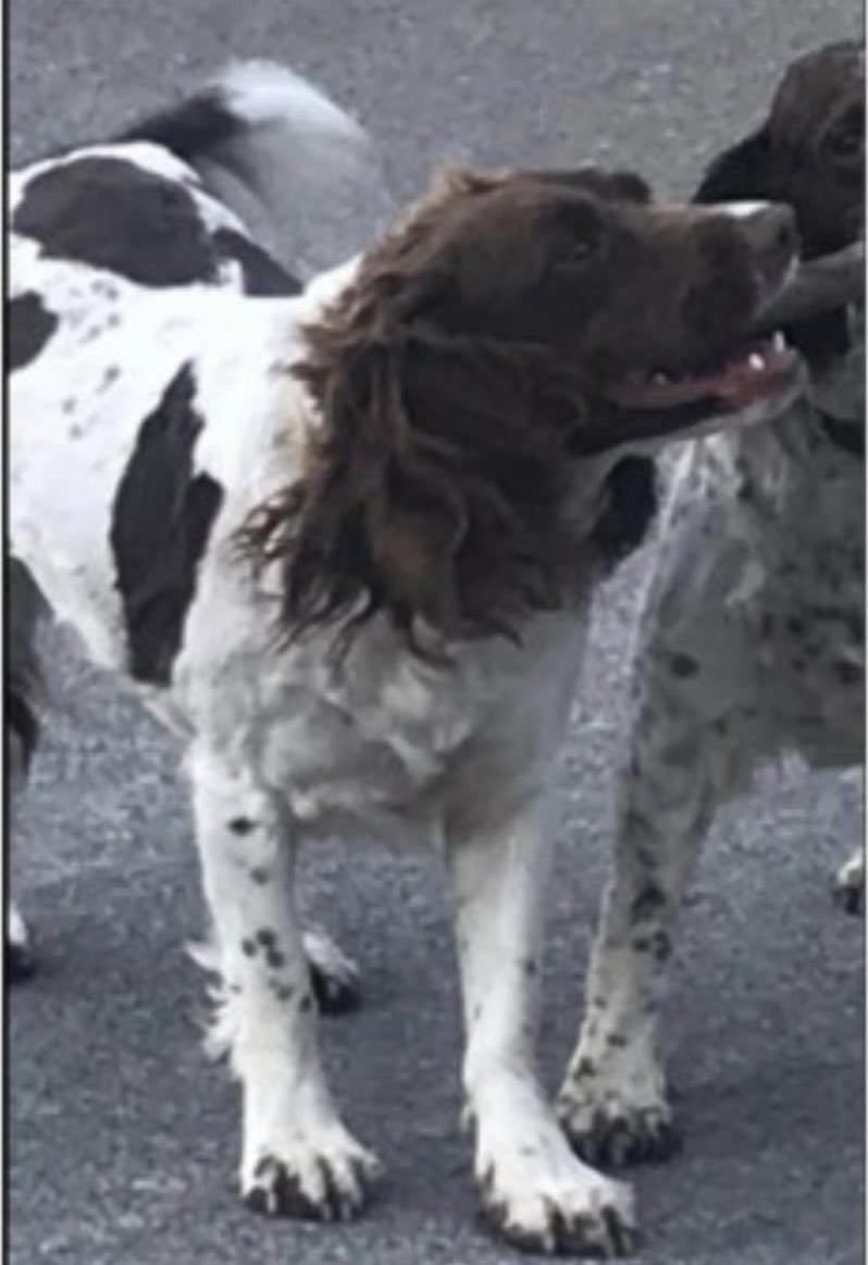 rosieDoc2's tweet photo. #SpanielHour 
FLOBSY still missing #Horseleap #CoWestmeath SOUTHERN IRELAND 
Since 3/1/23 
Female/adult #SpanielCross 
Looks like #Springer to me🤔
🆘HAVE YOU SEEN ME PLS🆘

https://t.co/d17CAZqrlu

@westmeathindo @MissingStolen @MissingDogsIrl @Michellecstitch @KarenFi51820768 https://t.co/Oc7hrZr7Xw
