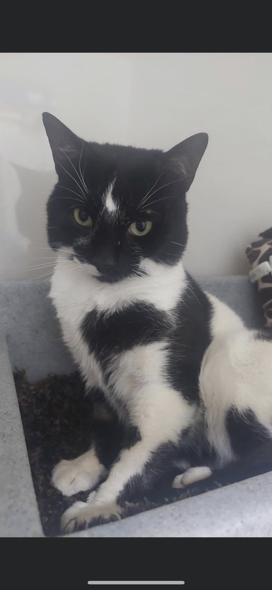 Handsome Burton is looking for a place to call home. He is 18 months old. He is a sweet boy who can a little wary around new people, but once he gets to know you, he does like a fuss.
#adoptdontshop #monochromemoggy #rescue #blackandwhitecat