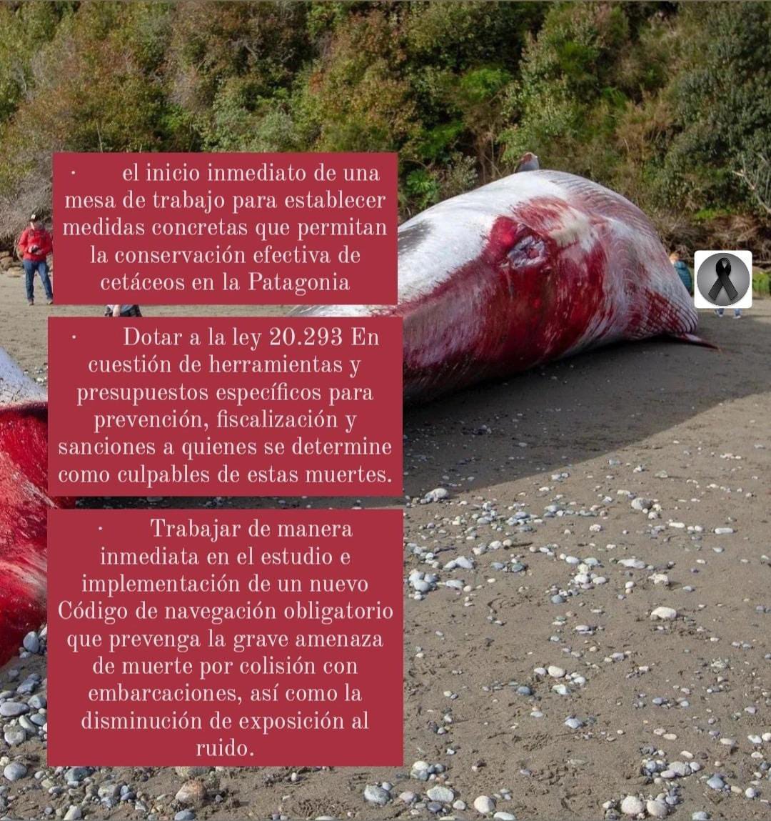 ❗️Defendamos Patagonia❗️ tweet media