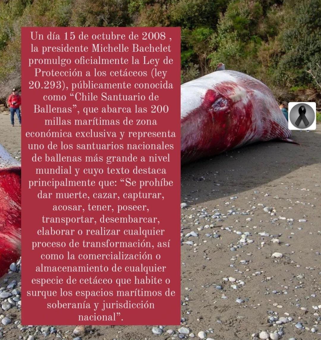 ❗️Defendamos Patagonia❗️ tweet media