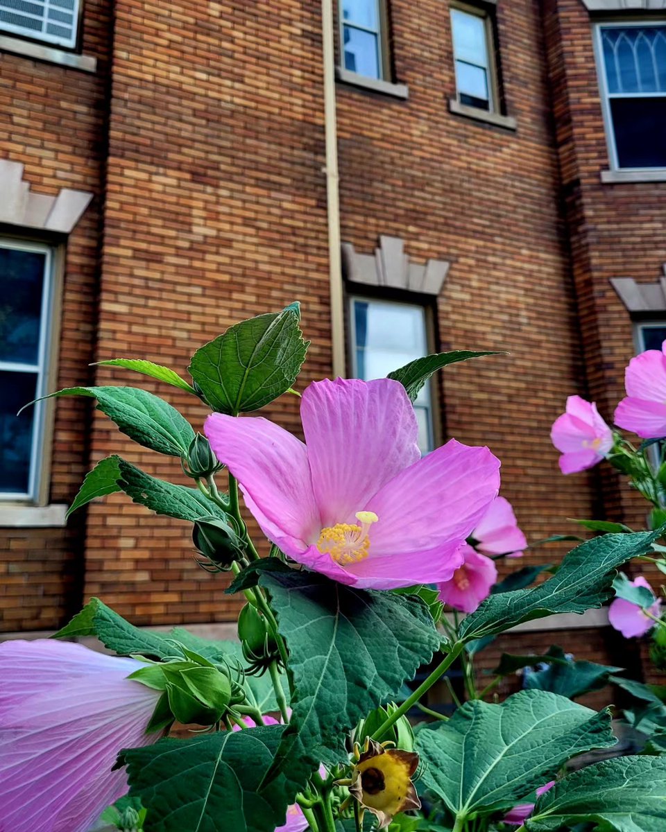 WayneGradSchool's tweet photo. Expand your horizons, and you just might discover something new. ๐ธ
#WayneStateUniversity
#campusview
#summerindetroit https://t.co/M9nS0DNG2u