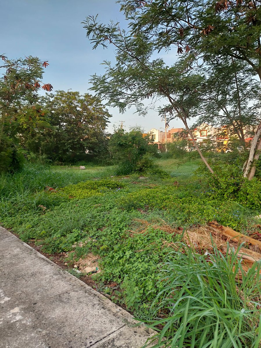 Vecinos solicitan que vengan a arreglar las zonas verdes del fracc. Uno de ellos calle 132  x 57 y 57b, ya que con las lluvias ha crecido la maleza demasiado.<a href="/AyuntaMerida/">Ayuntamiento Mérida</a> <a href="/Comitevamericas/">Comité Américas Mid</a> <a href="/Yucatanall/">YUCATANALL</a>