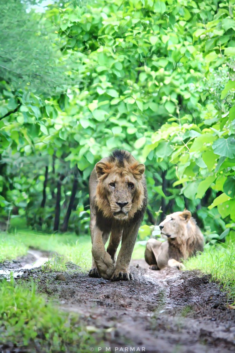 World lion day 2023

#worldlionday2023
#lionking #wildlife #wildlifephotography #gujarat