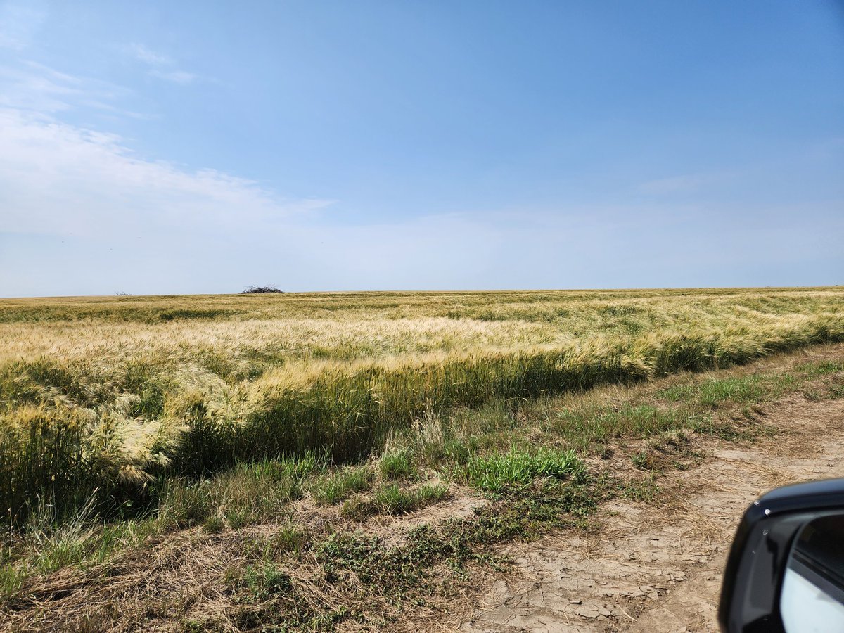 NDCommodities's tweet image. I'm just going to forewarn everyone... at some point this winter, NDs yield might annoy people on a USDA report. 

&amp;amp; Western ND is going to be the culprit.