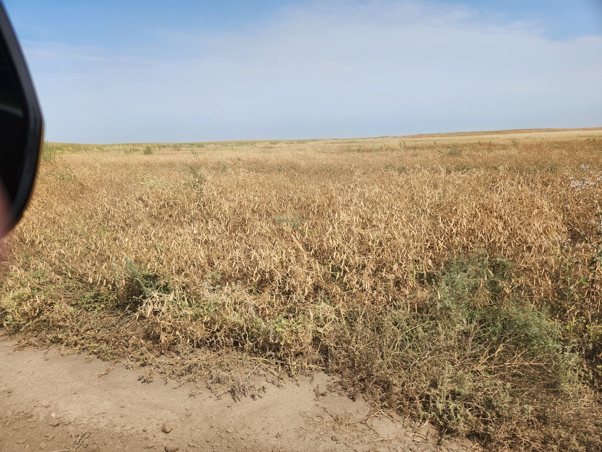 NDCommodities's tweet image. I'm just going to forewarn everyone... at some point this winter, NDs yield might annoy people on a USDA report. 

&amp;amp; Western ND is going to be the culprit.