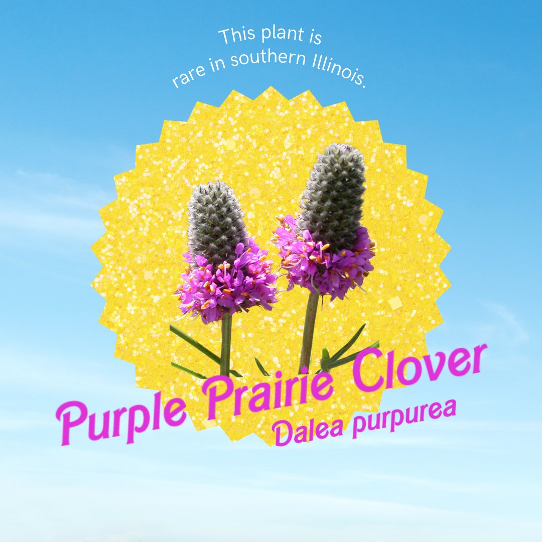 PBudBurst's tweet photo. Before summer ends, check out these plants at a garden, park, or nature preserve near you! #Barbie https://t.co/gvHDbQhex7
