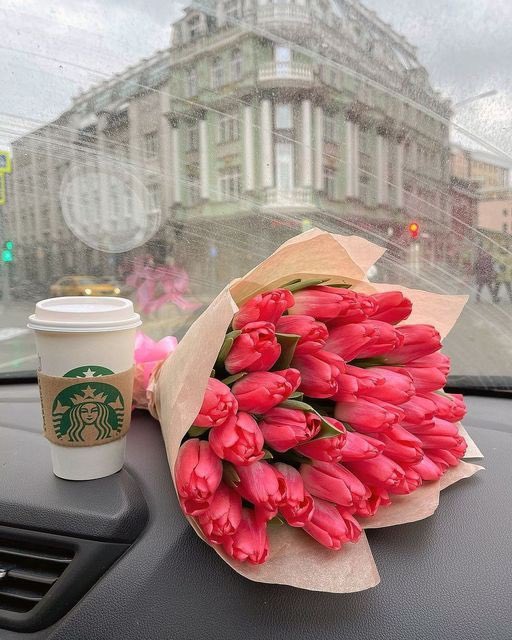 1Qafal's tweet photo. Pink tulips 💗 https://t.co/PLhRjopsSX