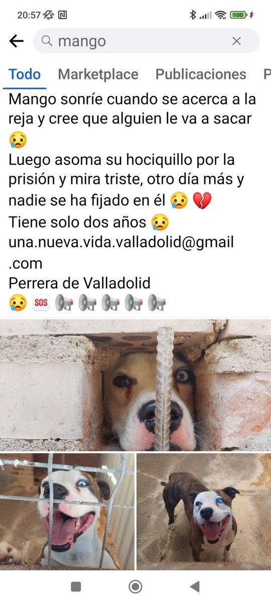 SilviaMylo's tweet photo. Pobre Mango, tan bueno, tan inocente, con tan mala suerte 😢💔 https://t.co/uYpOZHqtqZ