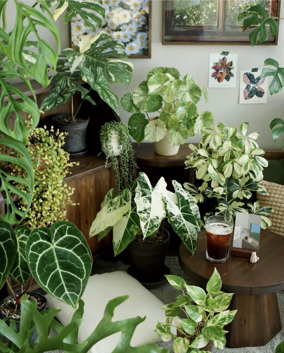 Plants + iced coffee = recharged for the day

📸 IG booomirae