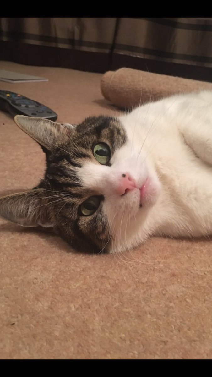 Chops83001752's tweet photo. @OutwoodsCat @justin_ng @Number10cat Pink noses are best..  #pinknoses https://t.co/BAaKLZeKZo