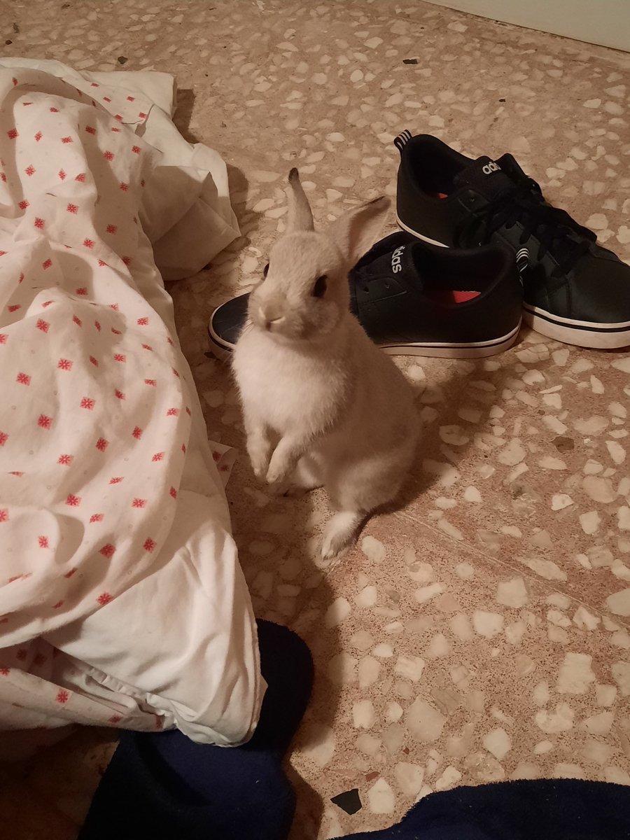 can't reach bed still too smol #babybunny #bunniesoftwitter #rabbitsoftwitter #bunnylove