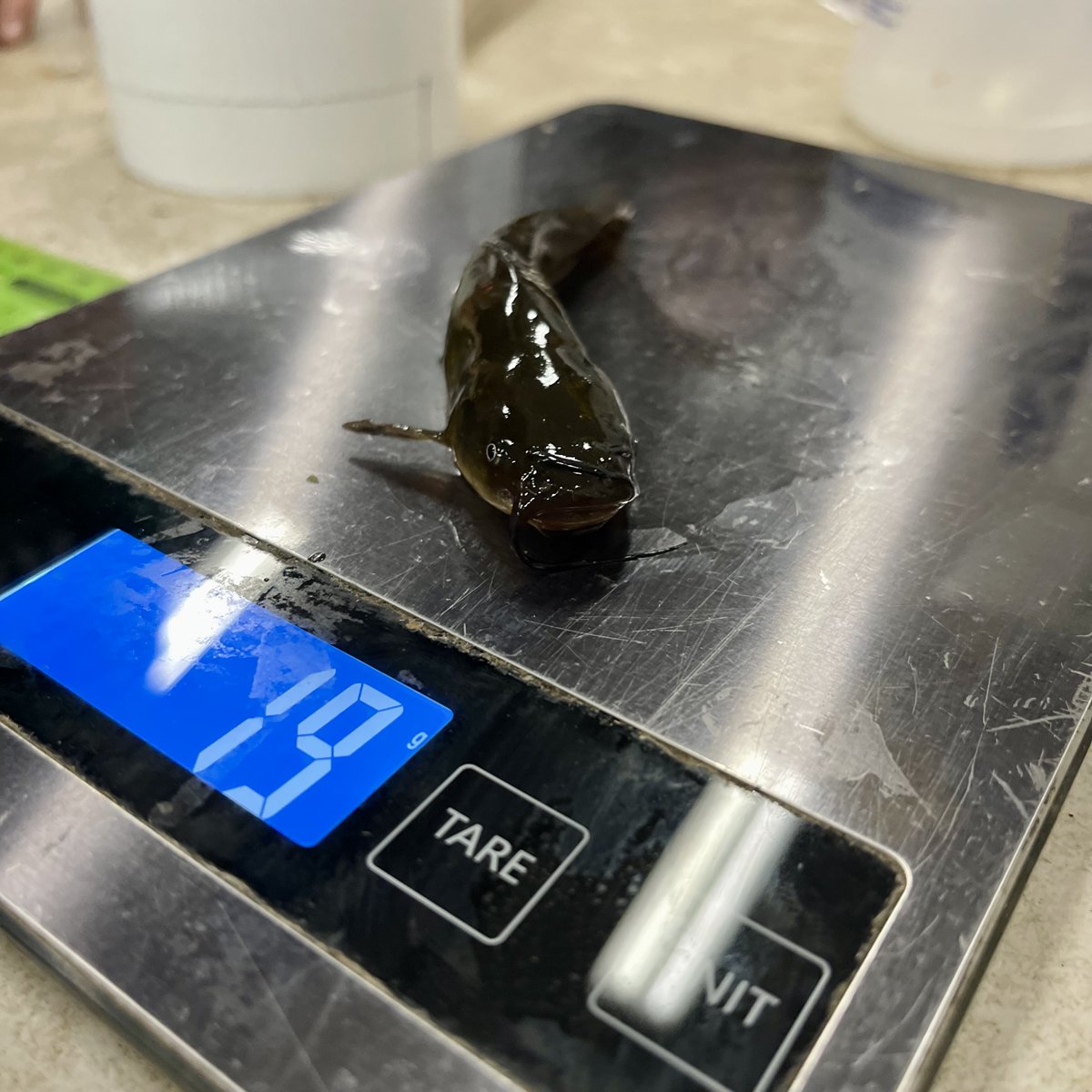 Mt. Adams Institute tweet media