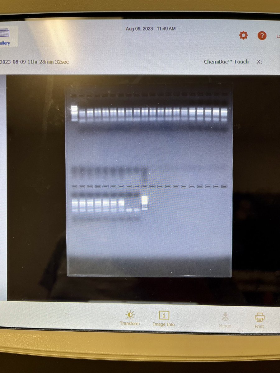 pavi_dilsh's tweet photo. This is what midweek happiness looks like for a grad student π
#gradlife #MidweekMotivation #riddlelab https://t.co/vOkU11K8Rx