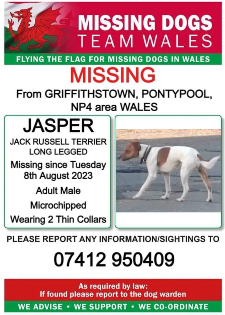 ‼️SIGHTINGS ONLY‼️ #JASPER MISSING UNFAMILAR AREA #GRIFFITHSTOWN AREA #PONTYPOOL #NP4 08/08/2023 @Anthony_Bailey_ @missingdogwales @CarolPoyerPeett @rosiedoc666 @MissingPetsGB @Ntlpetrescuenw @ChrisGPackham @dotslondon @missingdogs155 @bs2510