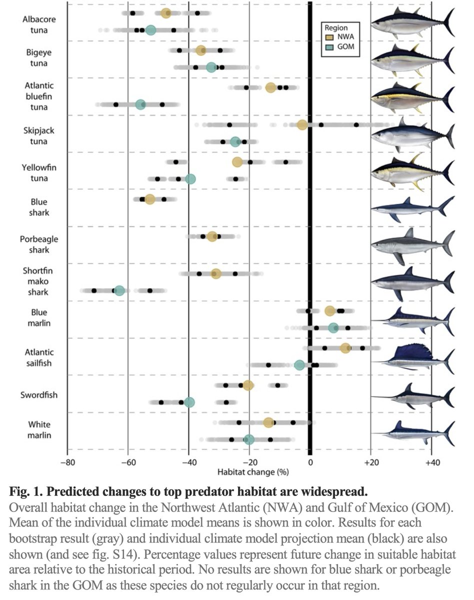 New paper led by @braunianmotion out today in @ScienceAdvances 🚨 'Widespread habitat loss and redistribution of marine top predators in a changing ocean' science.org/doi/10.1126/sc… Summarized nicely by @WHOI whoi.edu/press-room/new…