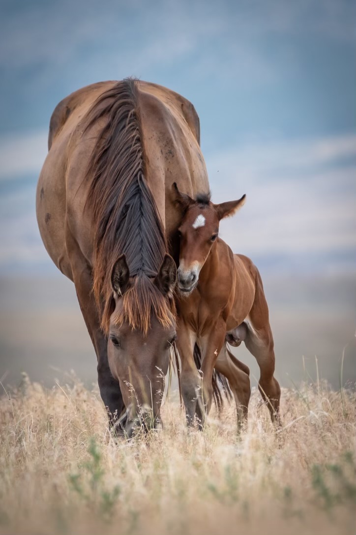 Most people aren’t aware that there are still thousands of wild horses in the American west. Less know about the government‘s efforts to destroy this important piece of our heritage by killing scores every year. Please help stop this animal cruelty. Learn more here: