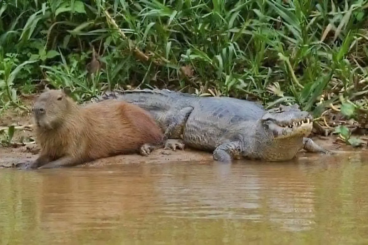InformaCosmos's tweet photo. Imagina ser un Capibara y llevarte bien con todos los animales. https://t.co/uCir7lSzjJ