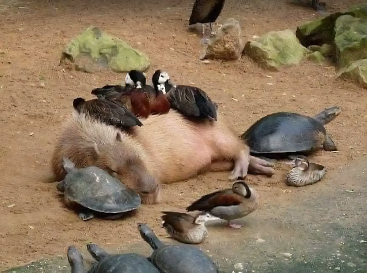 InformaCosmos's tweet photo. Imagina ser un Capibara y llevarte bien con todos los animales. https://t.co/uCir7lSzjJ